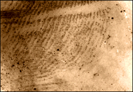 Photo of a partial latent fingerprint