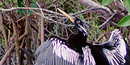 An anhinga drying its wings.