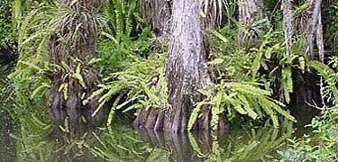 Cypress trees and ferns.