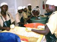 Processing Passion Fruit in Burundi