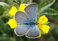 Butterfly blue