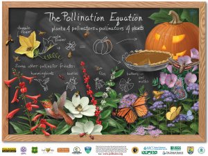 The Pollination Equation Pollinator Poster2009. Credit: Steve Buchanan
