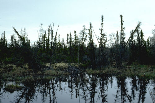 The thawing of ice-rich permafrost causes subsidence of the land surface, creating thermokarst ponds and causing trees to tilt, which is shown in this peatland terrain in Churchill, Manitoba.