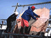Woman splitting a walrus hide for traditional boat covering. USFWS.