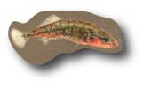 Unarmored three-spine stickleback