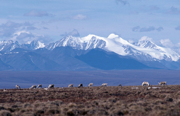 Caribou herd in Arctic National Wildlife Refuge.  Photo Credit:  USFWS