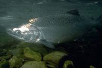 underwater photo of chinook salmon