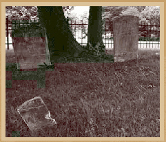 This photograph is a closeup of three very old gravestones near a tree in the cemetery. The words on the stones are illegible.