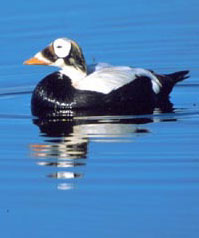 Spectacled Eider. John Warden.