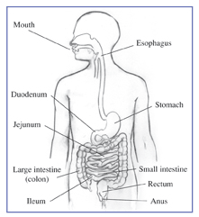 Drawing of the digestive system with the mouth, esophagus, stomach, small intestine, duodenum, jejunum, ileum, large intestine (colon), rectum, and anus labeled.