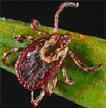 American dog tick