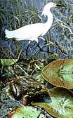 snowy egret and frog