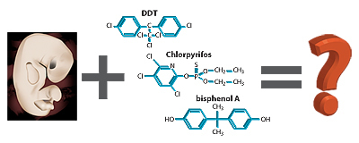 [An image of a fetus] + [a group of chemicals (their structures for bisphenol A, chlorpyrifos as a representative organophosphate, and DDT)] = [a big question mark]