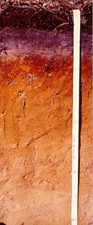 Photograph:  Soil pit of the Carver soil series.  Dark brown top humus layer to burgundy to birght oranges and then peach colors.