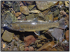Bull Trout and Climate Change