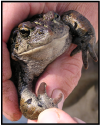 Detecting Mobile Boreal Toads