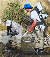 Bull Trout Monitoring Research