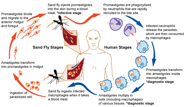 Leishmaniasis lifecycle diagram of sandfly and human stages. Credit: NIAID. 