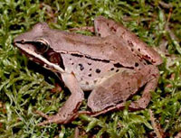 Wood Frog