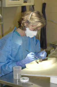 Wildlifre pathologist collecting samples from a brown bat.