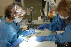 Wildlifre pathologist collecting samples from a brown bat.