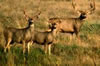 Deers in a field