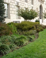 Photo of completed Constitution Avenue bioretention cells.