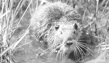 image of a nutria, a beaver sized animal from South America