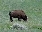 Photograph of a buffalo. 