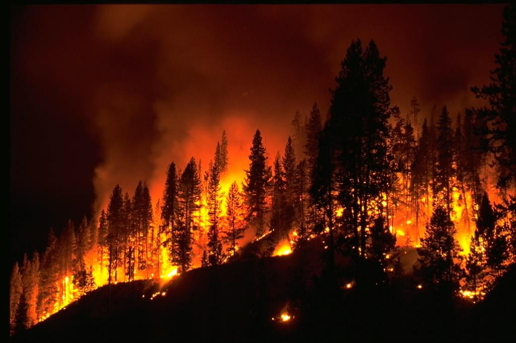 Forest Fire image