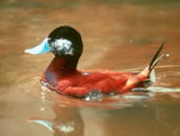 Ruddy duck