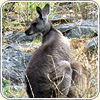 A photograph of the backside of a kangaroo standing over its young.