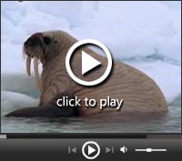 Walrus mom & calf (© National Geographic)