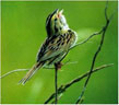 sparrow photo by Teresa Vanosdol