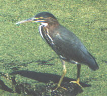 green heron