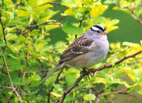 white-crowned sparrow