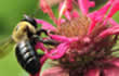 bee on a flower.