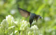 hummingbird flying up to flowers.