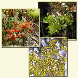 Three overlain lichen images (foreground to background): Cladonia cristatella, Acarospora species, and Sticta species