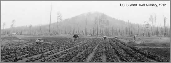An old historical black and white the Forest Service Wind River Nursery, 1912. Displays four people working in rows of plants, with trees and a mountain in the background.