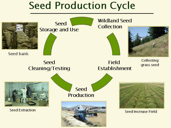 Seed Production Cycle graphic displaying a circular diagram describing the seed production steps with pictures related to each step.