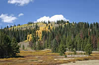 conifer forest surrounding aspen groves.