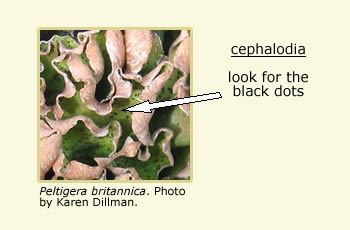 Peltigera britannica, an arrow pointing at the black dots on the green lichen that are the cephalodia.