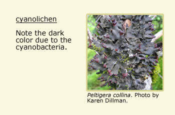 Peltigera collina: text indicating to note the dark color due to the cyanobacteria.