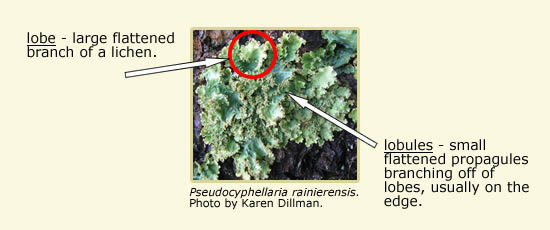 Pictures of Pseudocyphellaria rainierensis, arrows pointing at the lichen's lobe and lobules.
