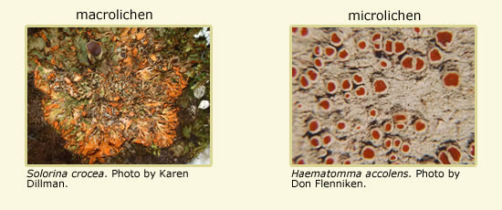 Pictures of a macrolichen, Solorina crocea, and a microlichen, Haematomma accolens.