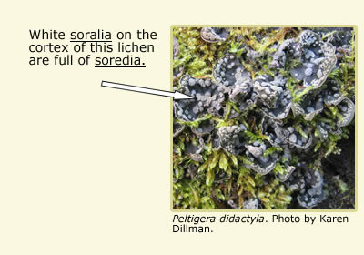 Peltigera didactyla, an arrow pointing to white soralia on the cortex of the lichen that are full of soredia.