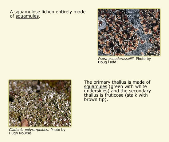 Psora pseudorussellii, an example of a squalmose lichen entirely made of squamules; and a Cladonia polycarpoides, displaying the primary thallus is made of squamules (green with white undersides) and the secondary thallus is fruticose (stalk with brown tip).