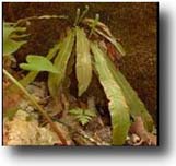 Photo of the American hart's tongue fern