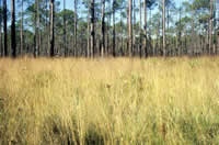 wiregrass and longleaf pine, National Forests in Florida.